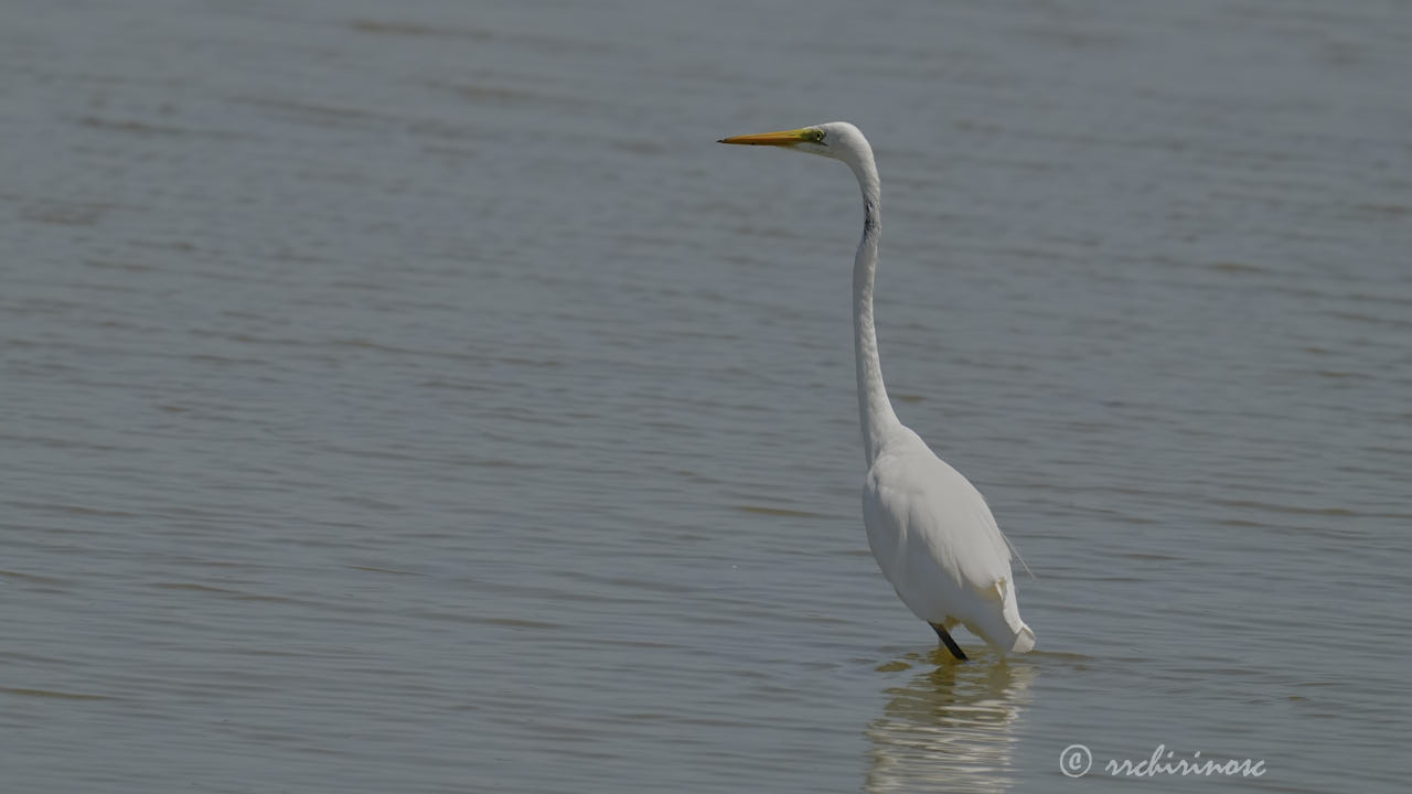 Great egret