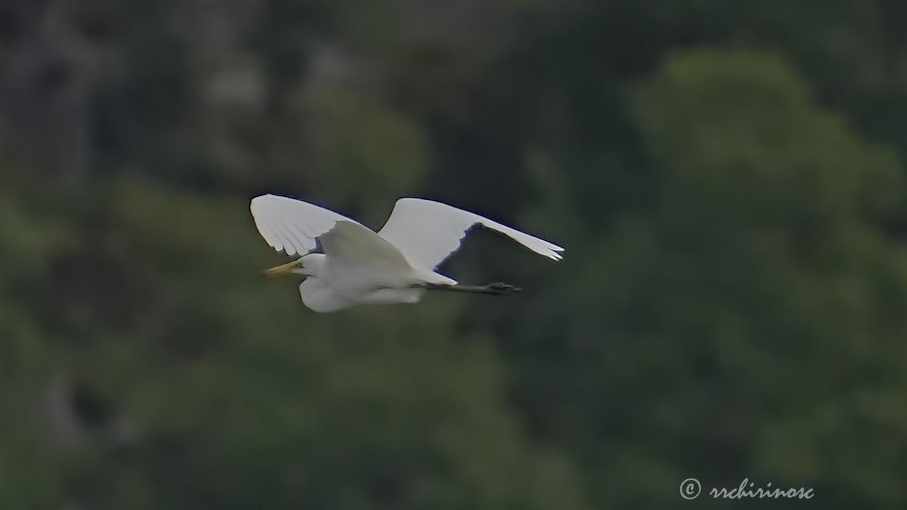 Great egret