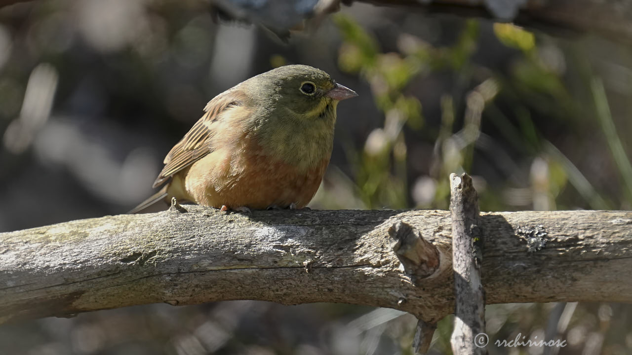 Ortolan bunting