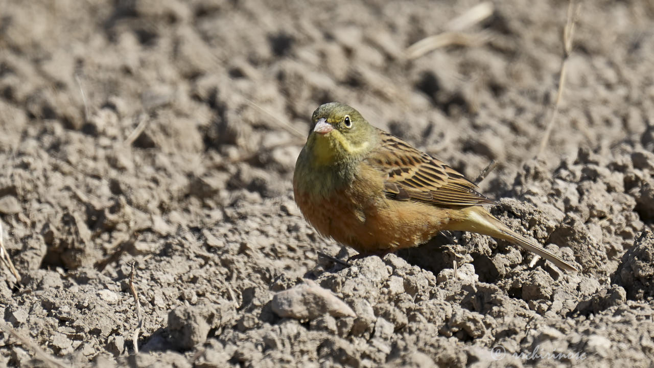 Ortolan bunting