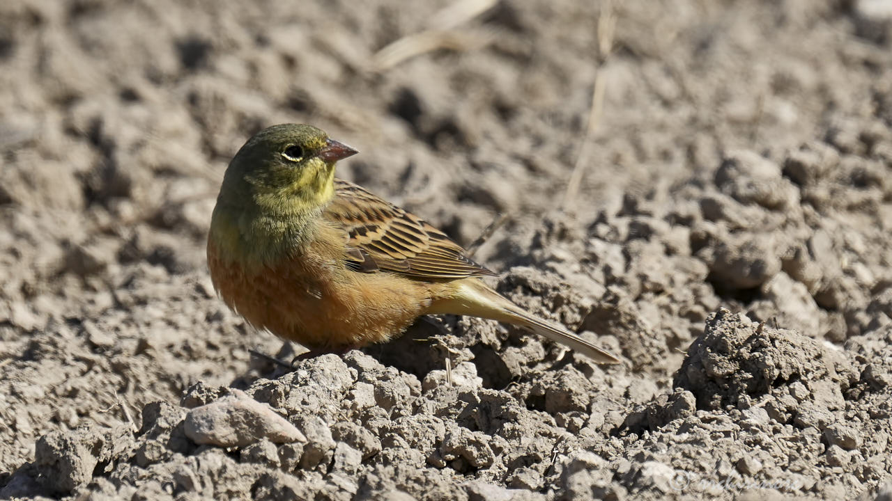 Ortolan bunting