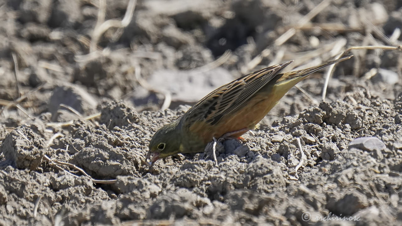 Ortolan bunting