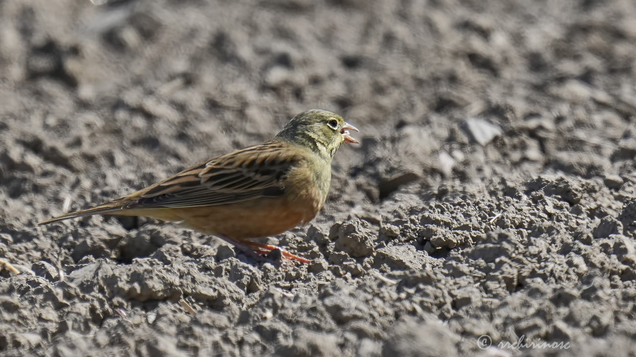 Ortolan bunting