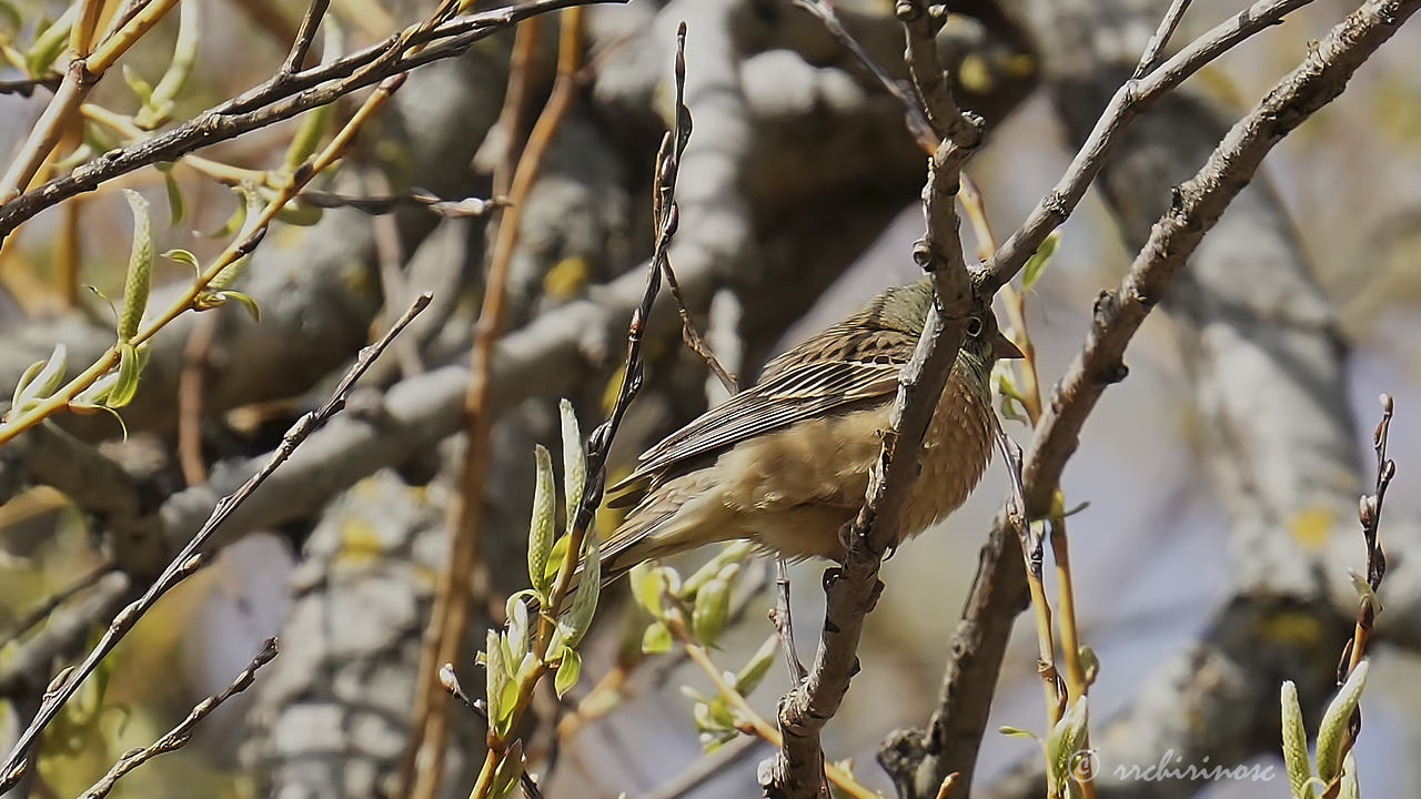 Ortolan bunting