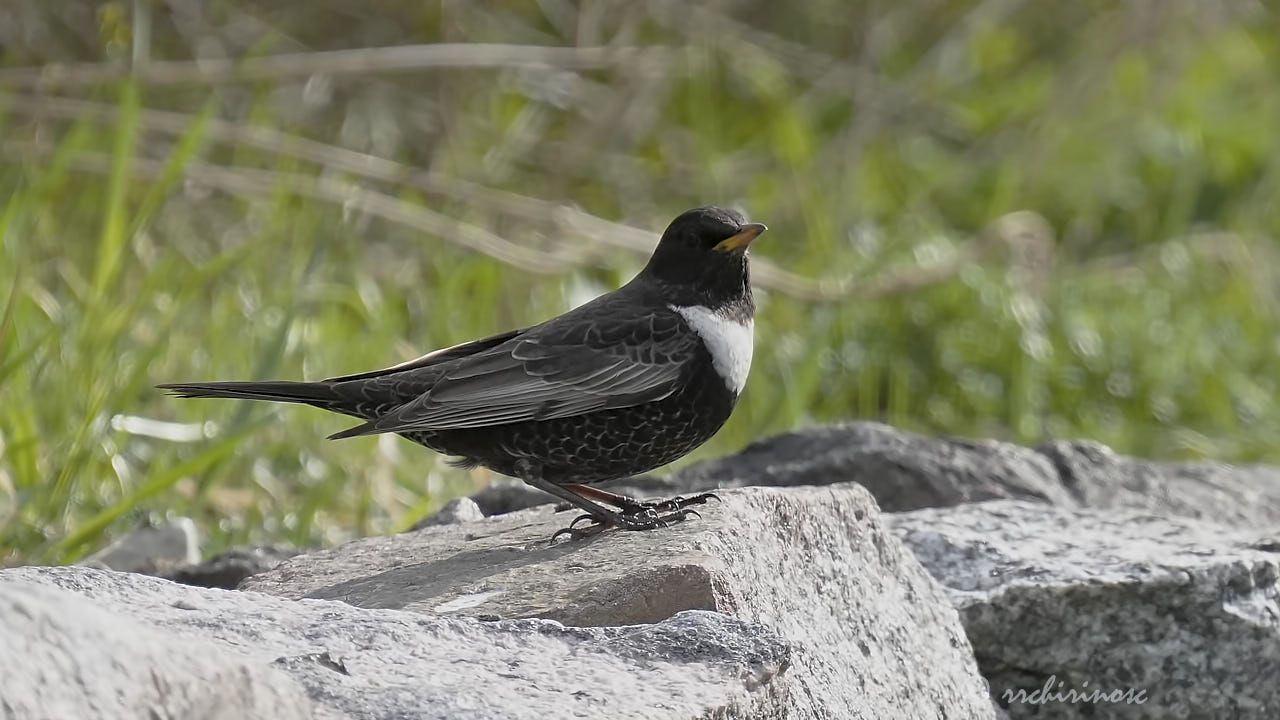 Ring ouzel