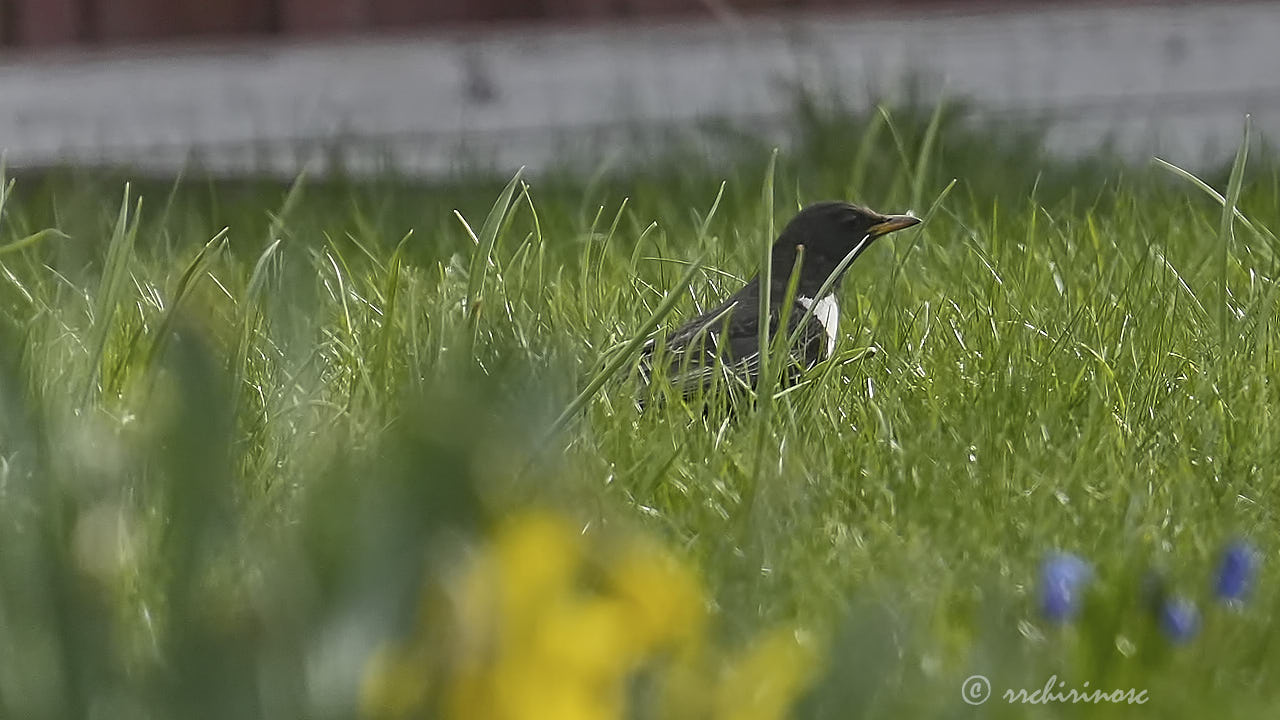 Ring ouzel