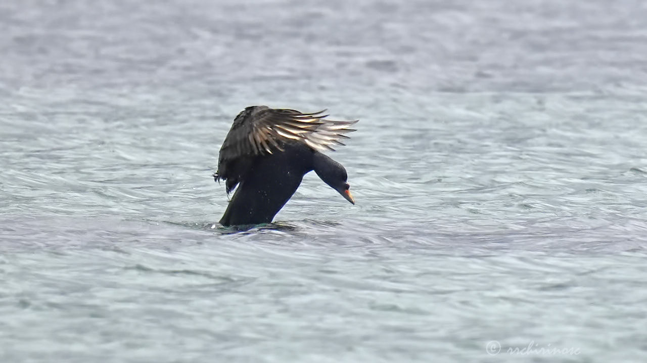 Common scoter