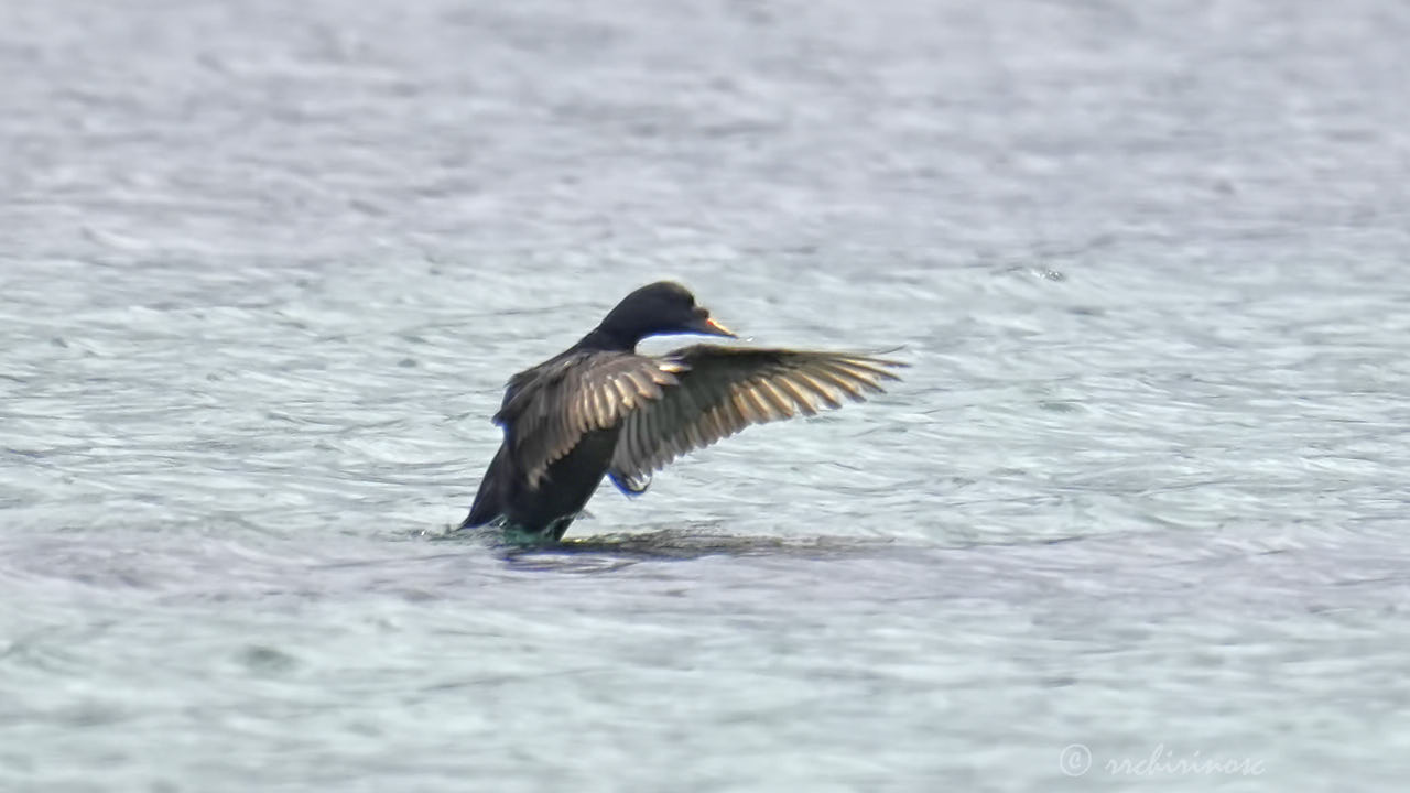 Common scoter