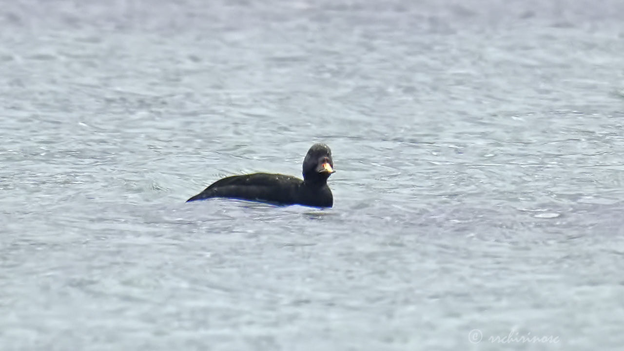 Common scoter