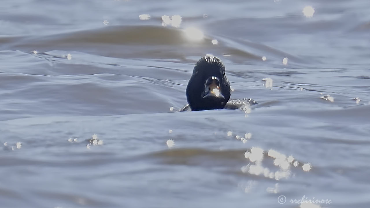 Common scoter