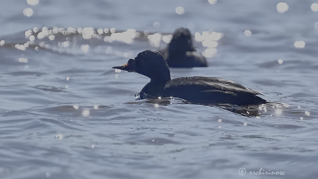 Common scoter