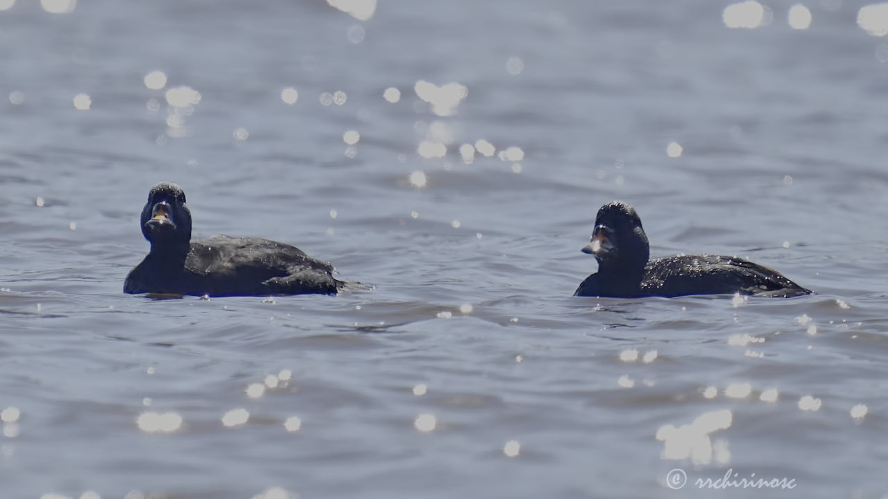 Common scoter