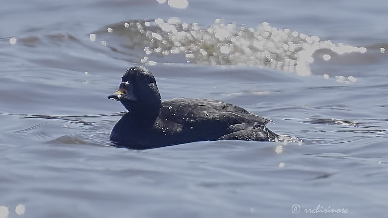 Common scoter