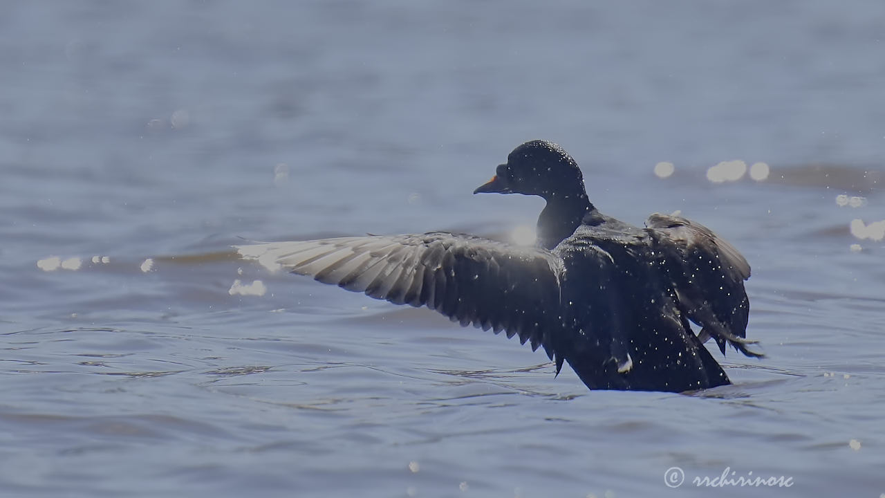 Common scoter