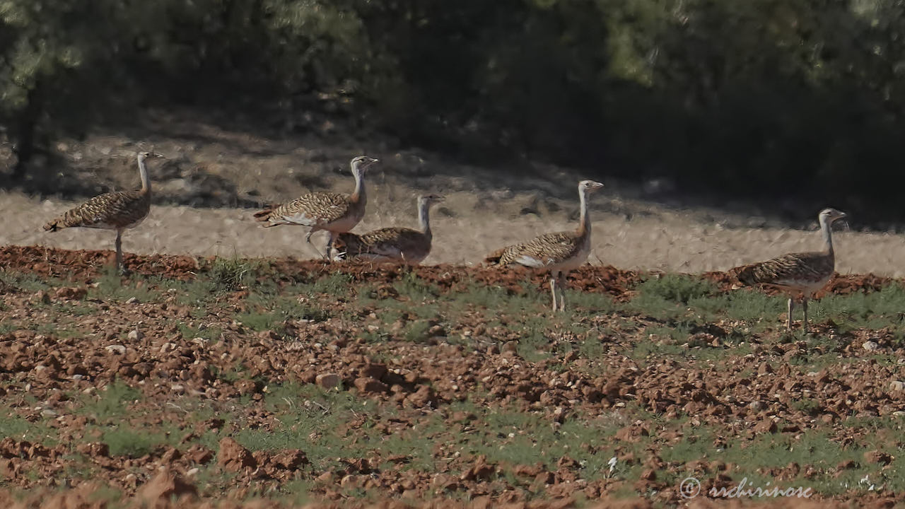 Great bustard