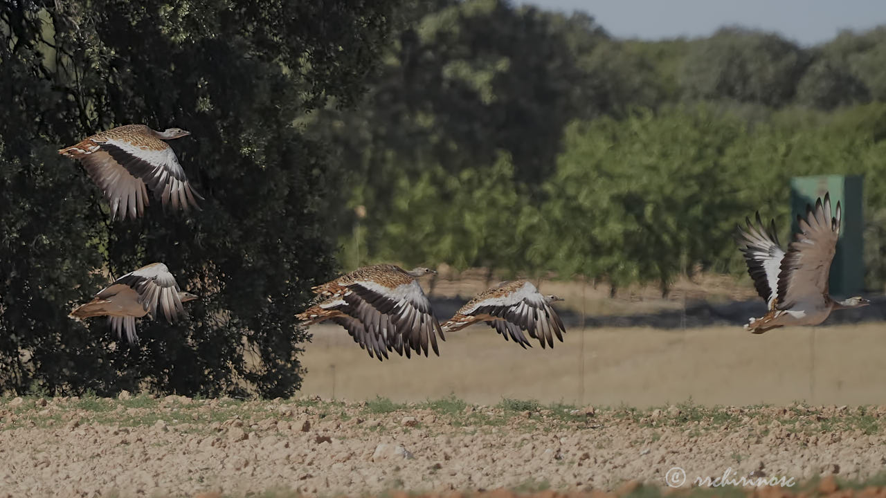 Great bustard