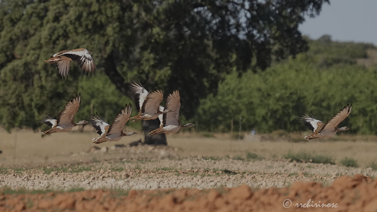 Great bustard