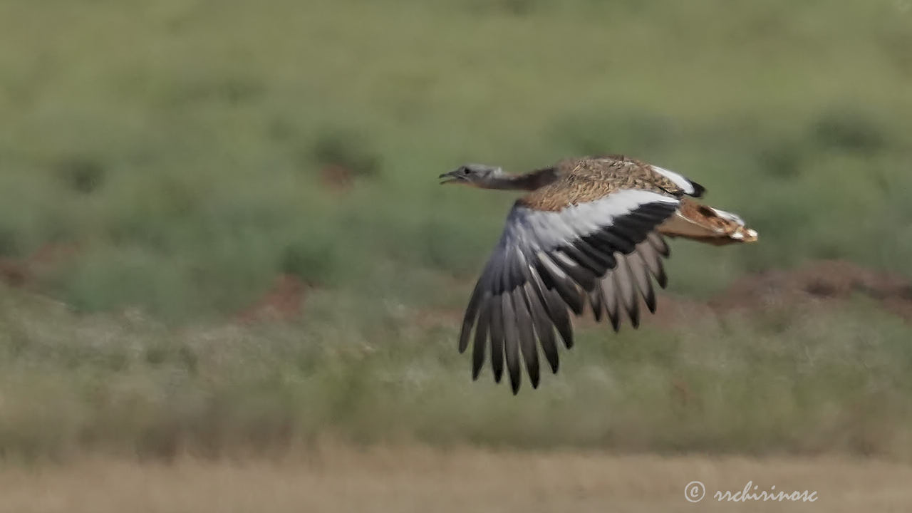 Great bustard