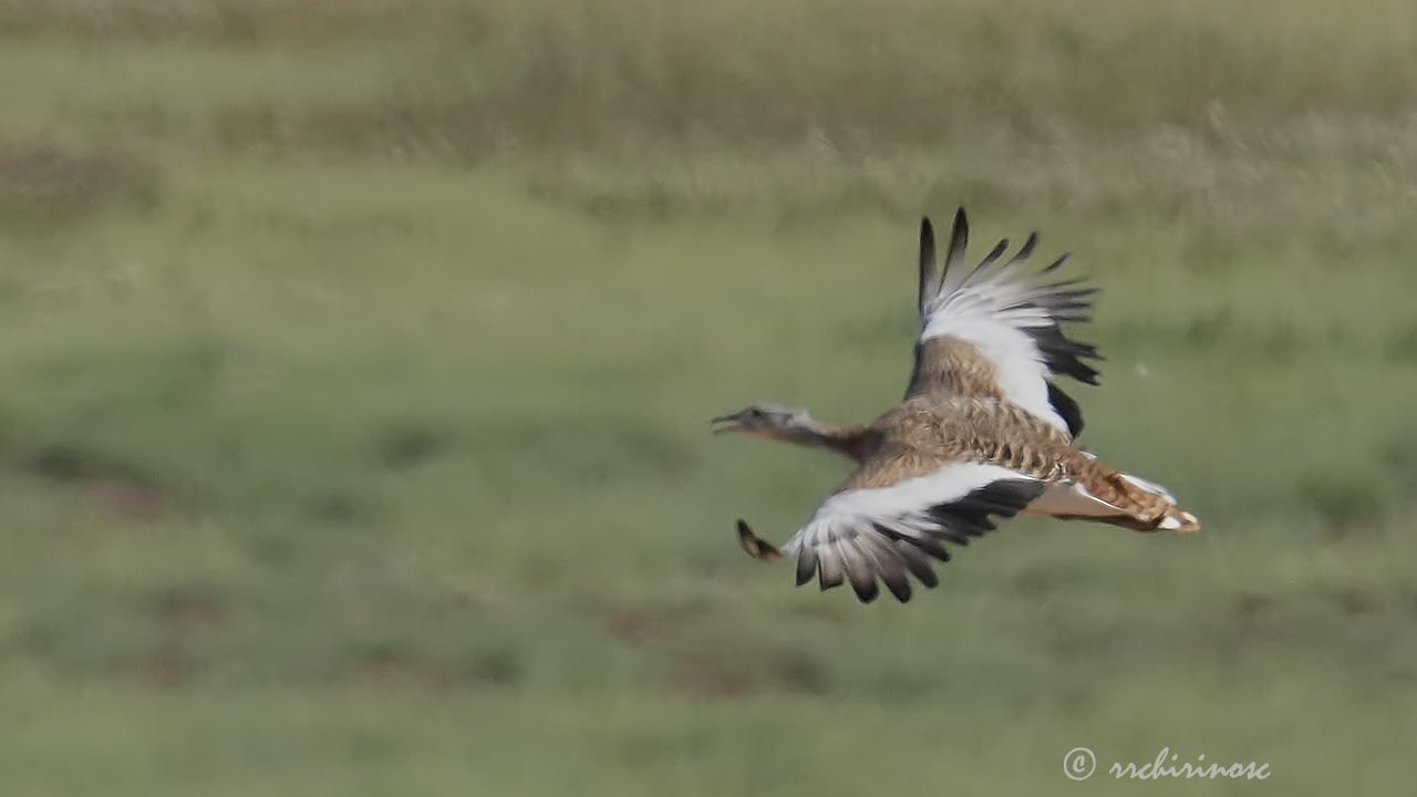 Great bustard