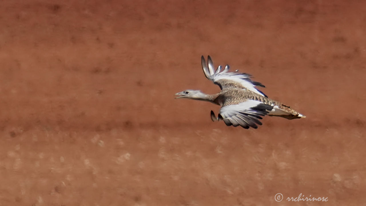 Great bustard