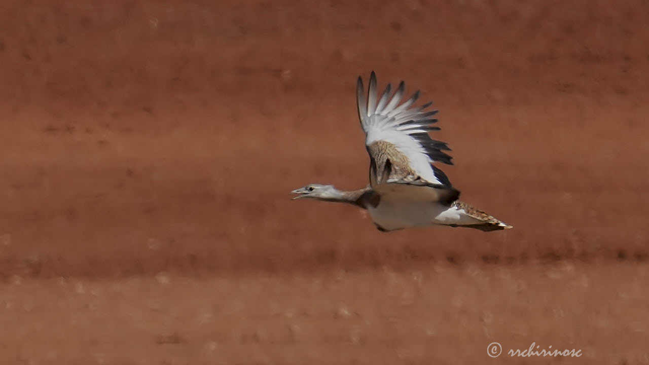 Great bustard