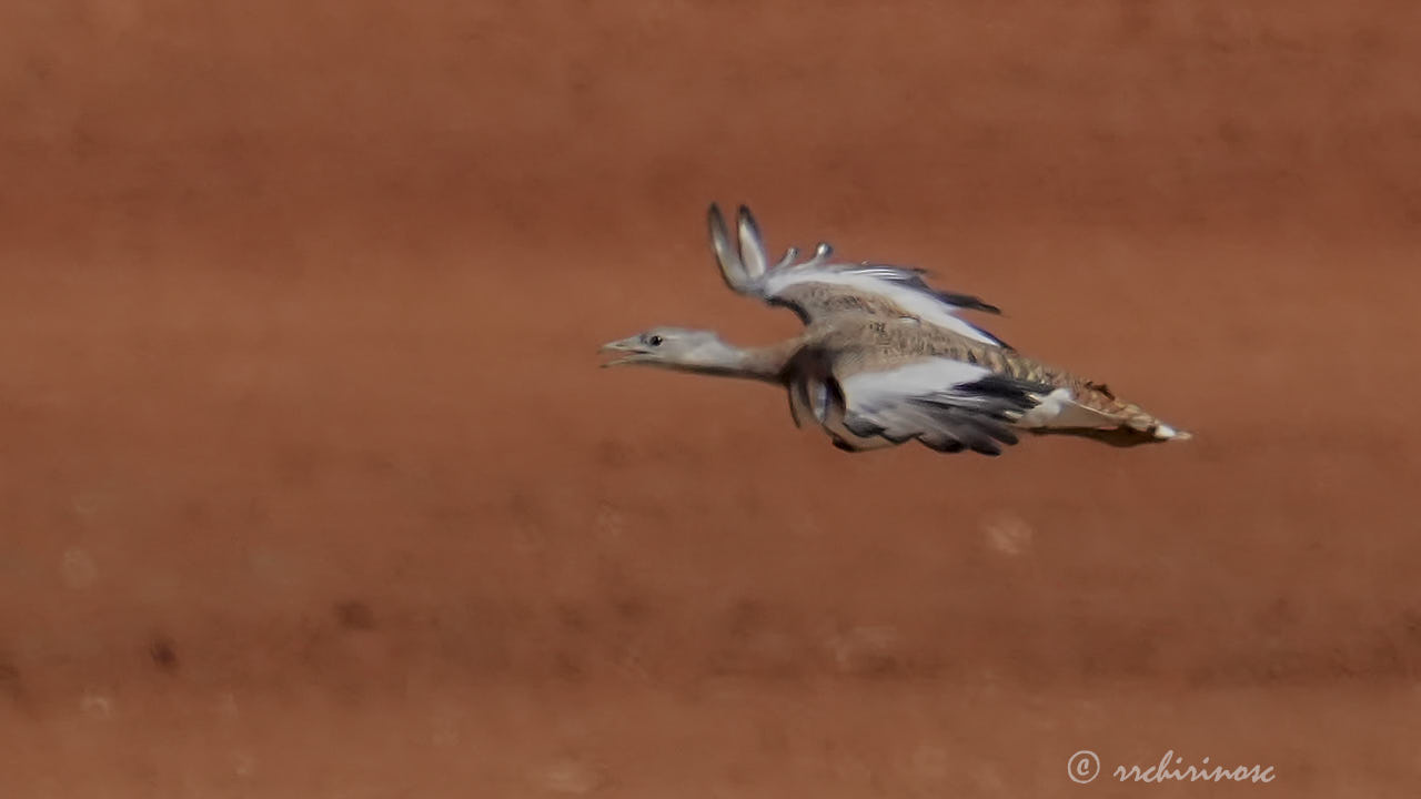 Great bustard