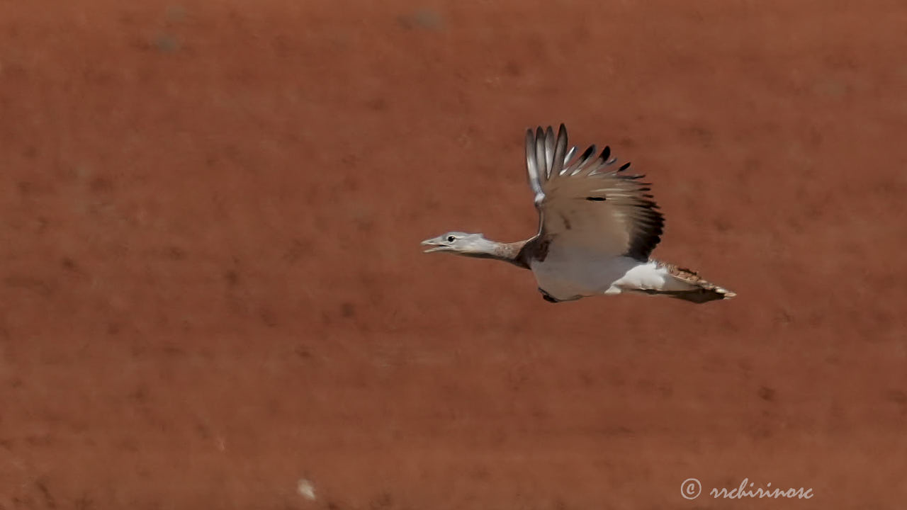 Great bustard