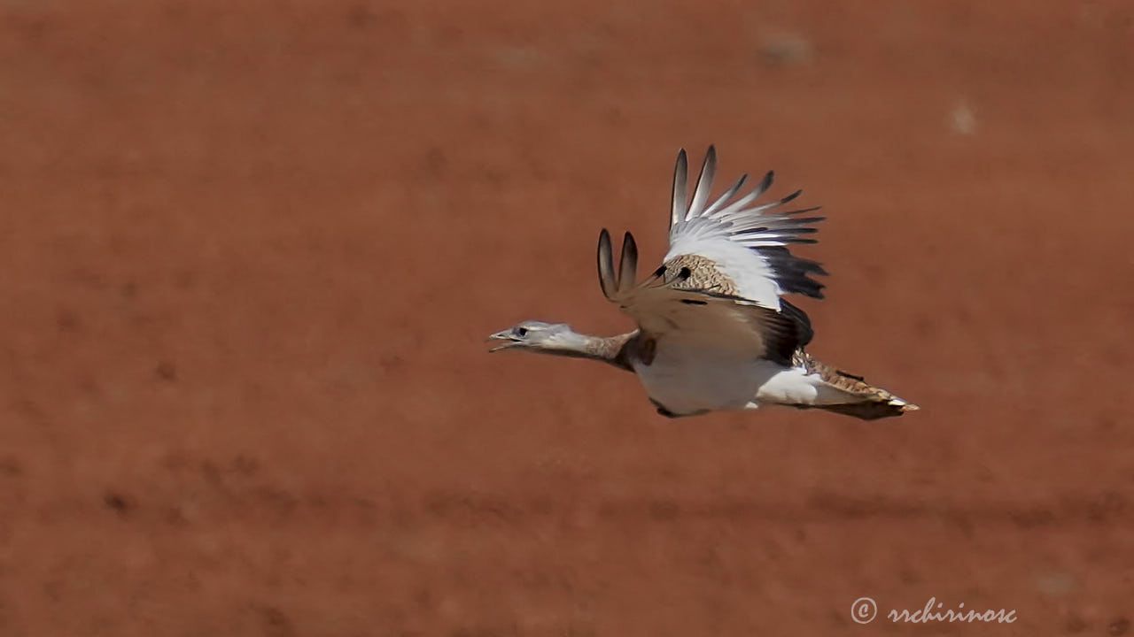 Great bustard