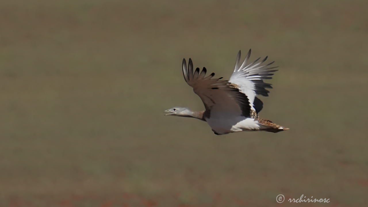 Great bustard