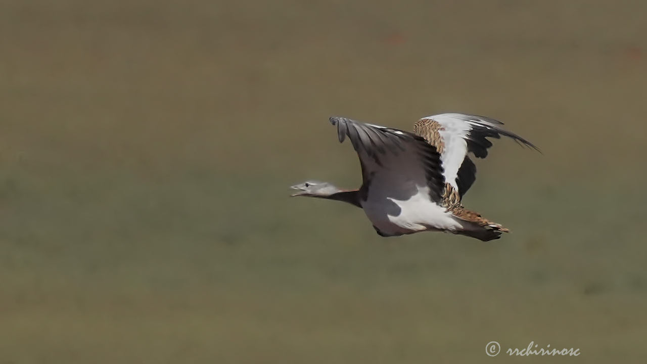 Great bustard