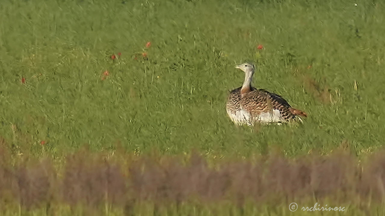 Great bustard