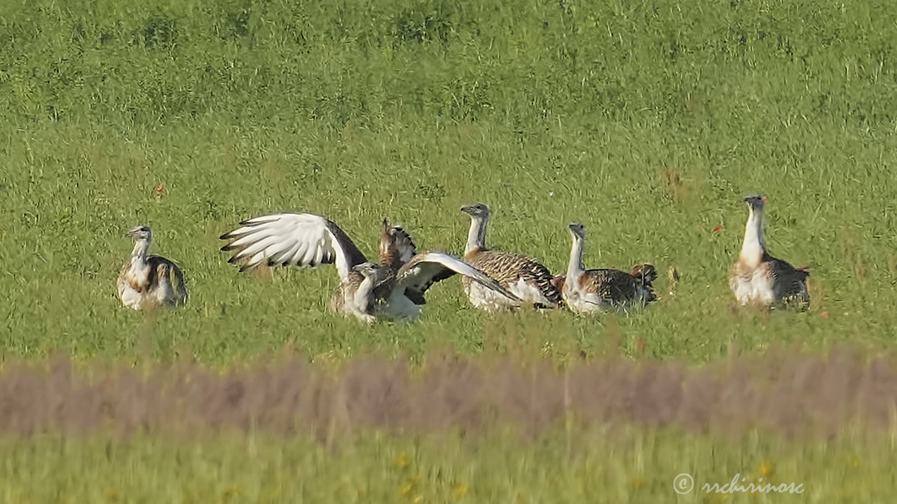 Great bustard