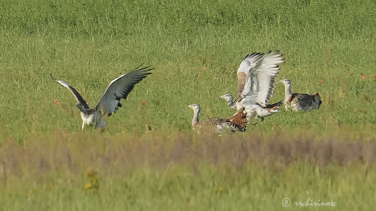 Great bustard