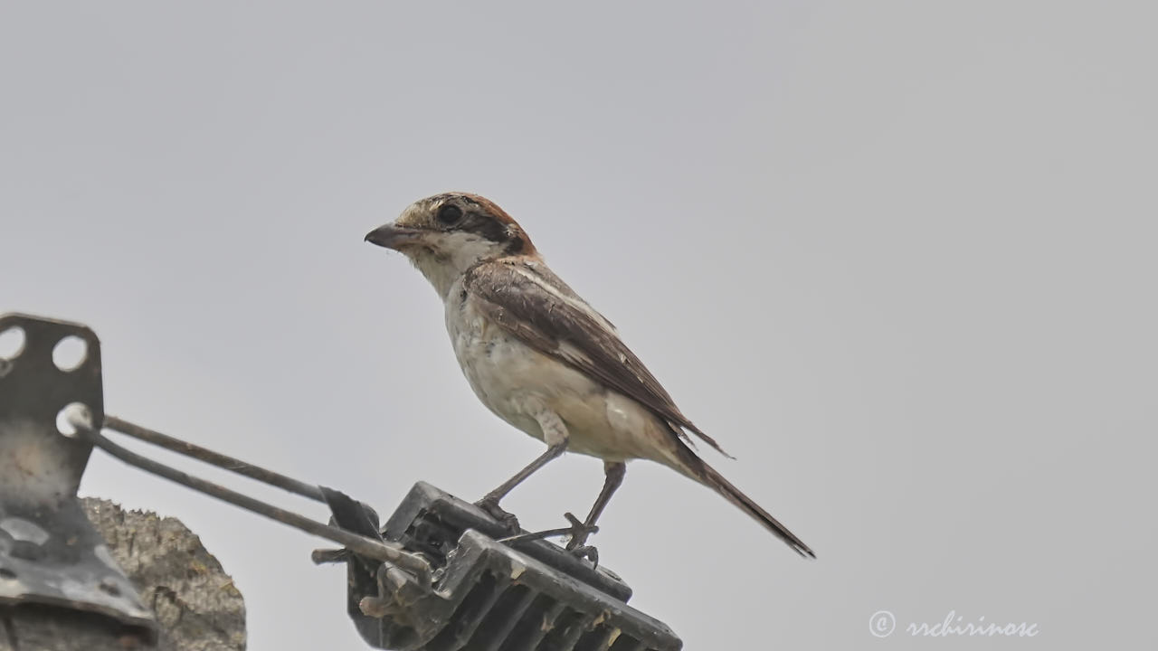 Woodchat shrike