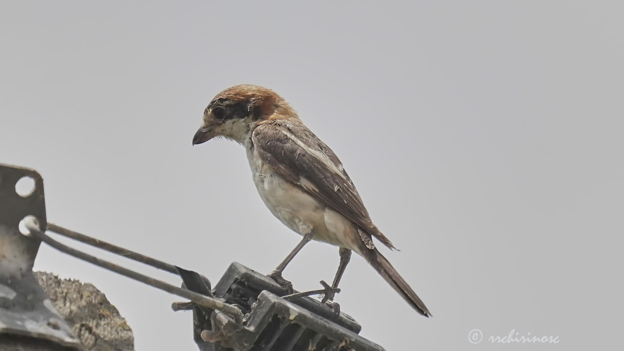 Woodchat shrike