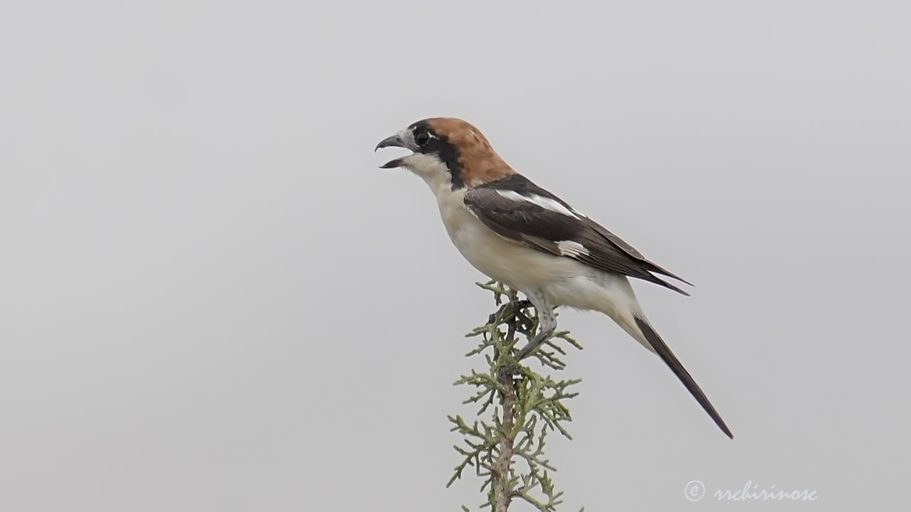 Woodchat shrike