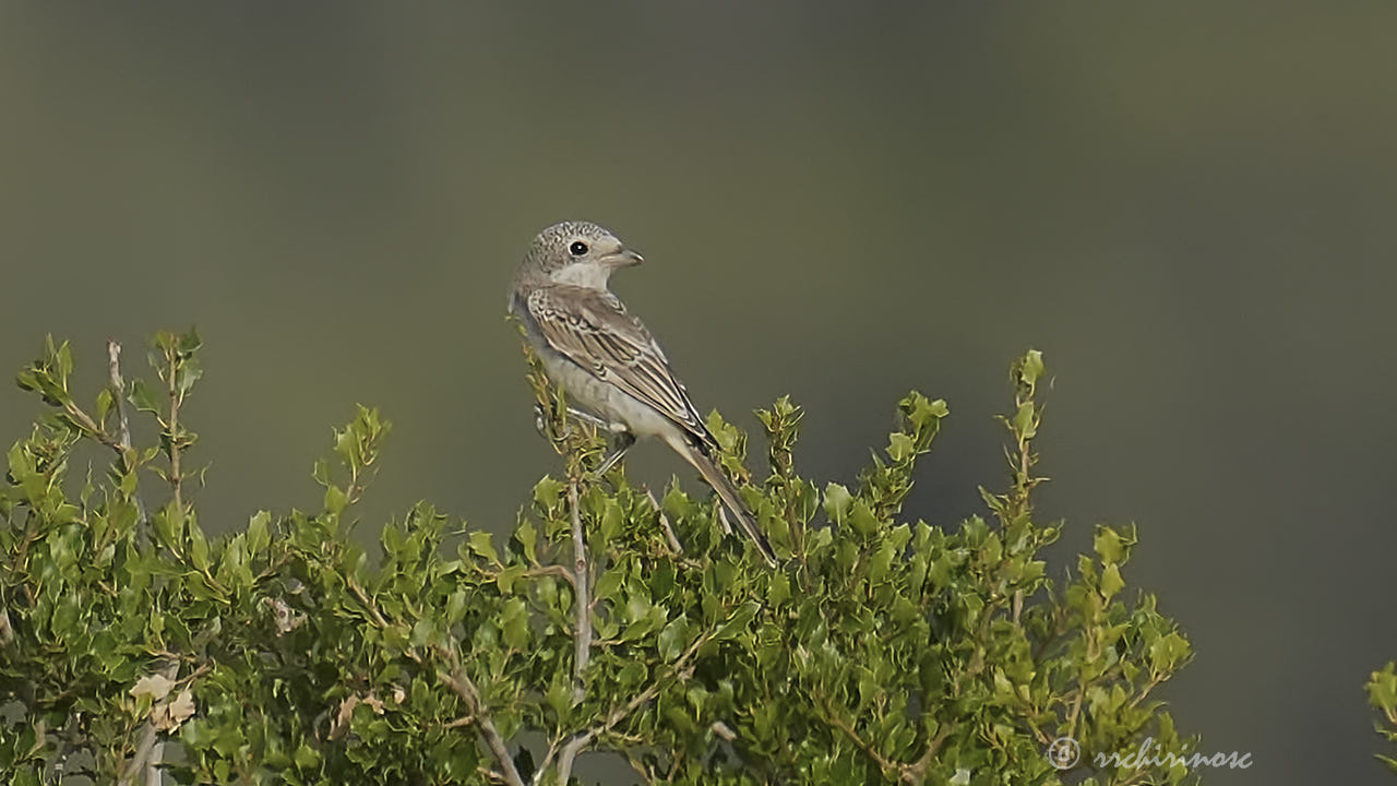 Woodchat shrike