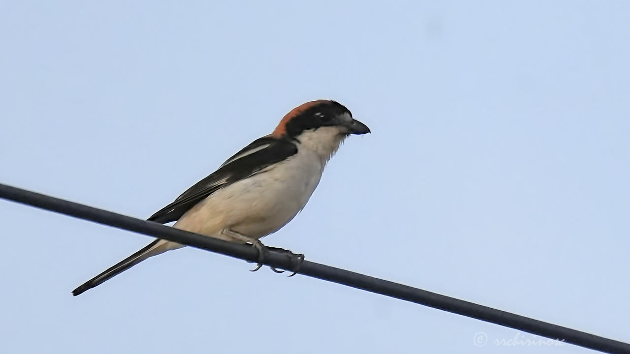 Woodchat shrike