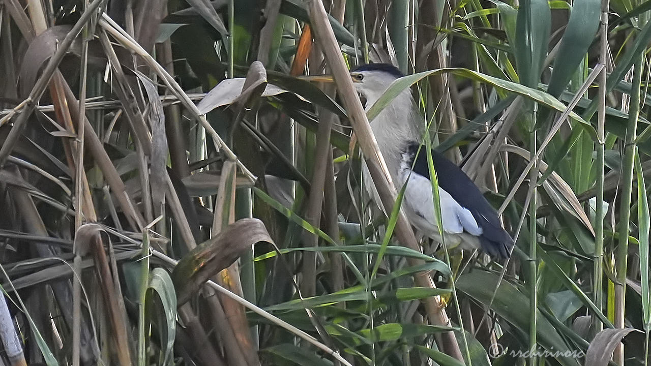 Little bittern