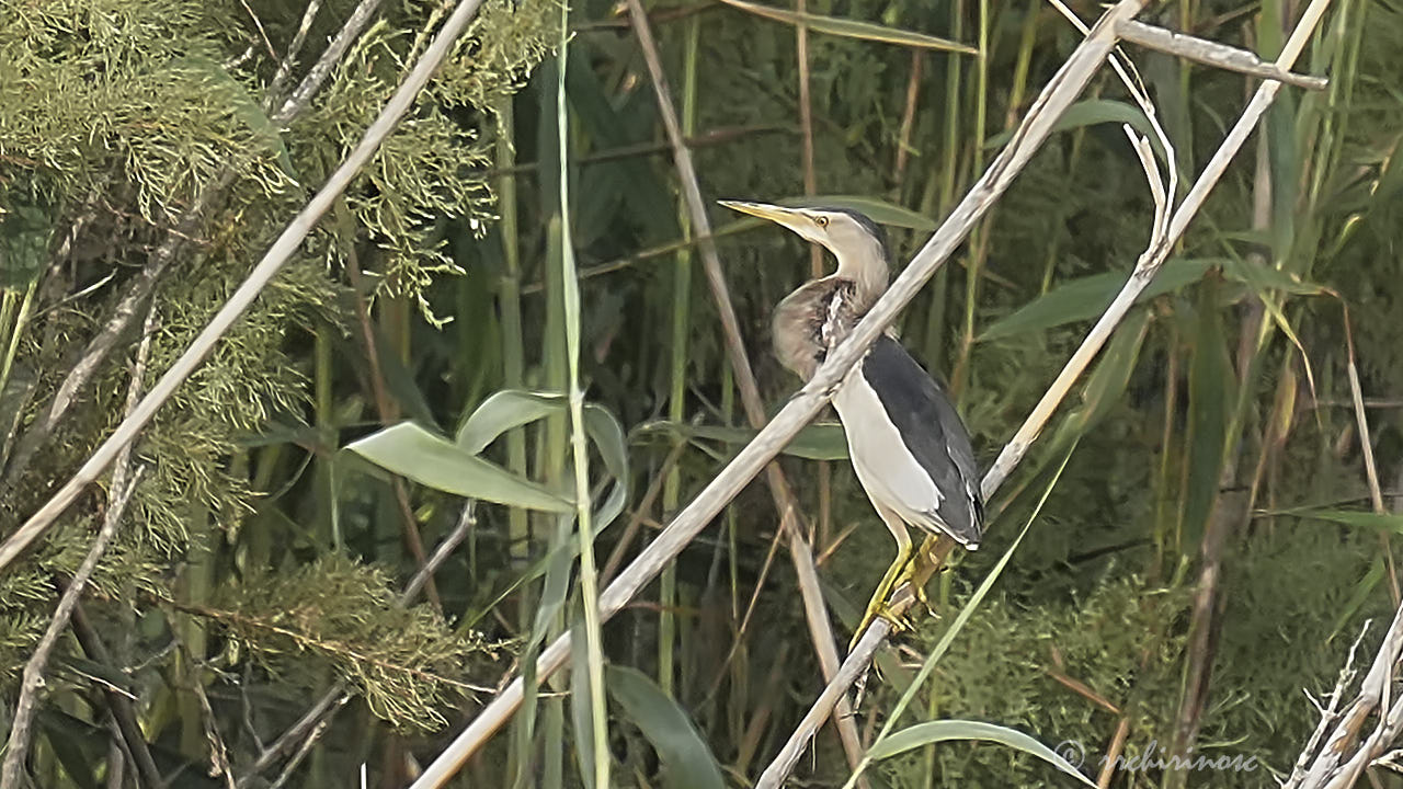 Little bittern