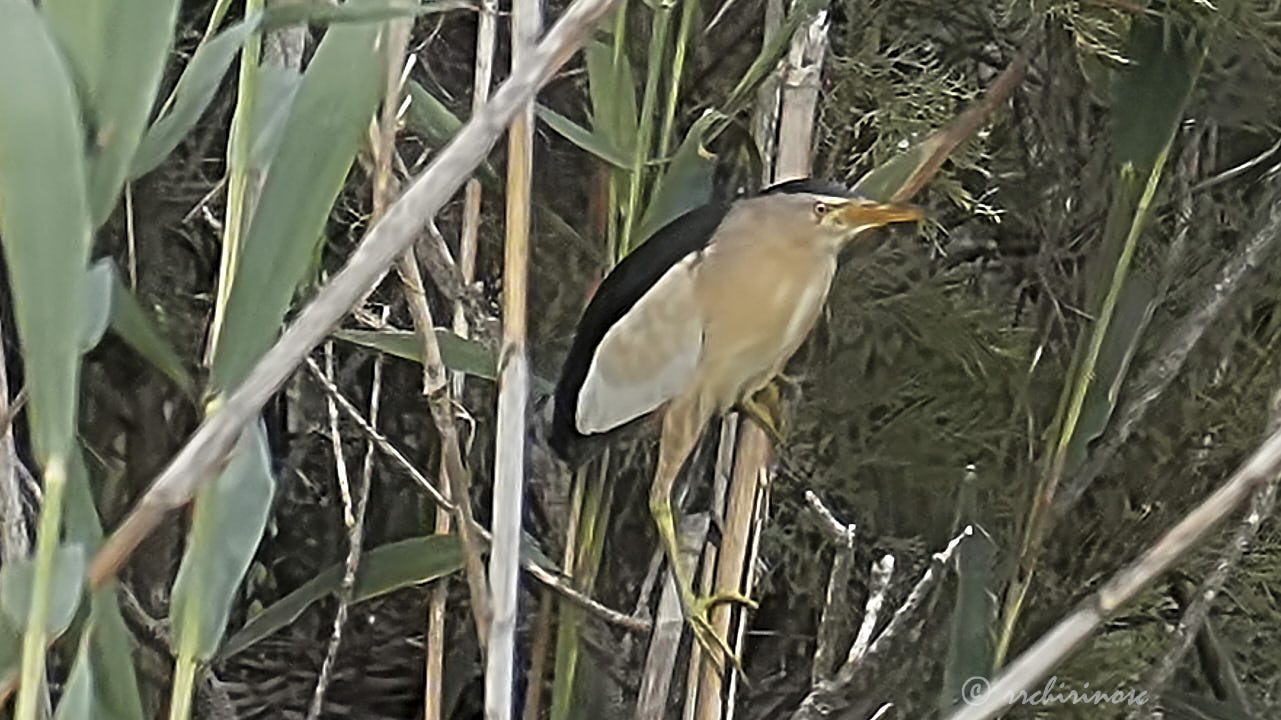 Little bittern