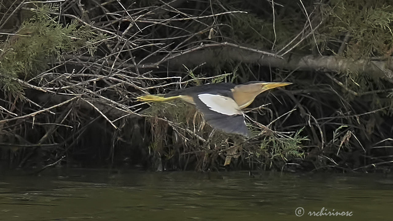 Little bittern