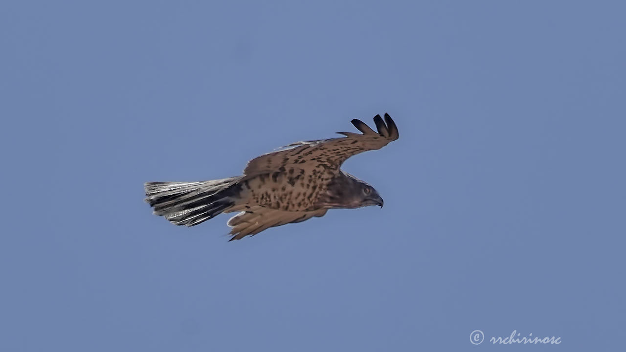 Short-toed snake eagle