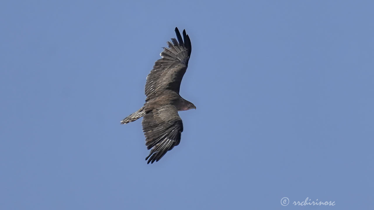 Short-toed snake eagle