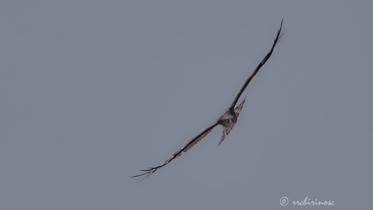 Short-toed snake eagle