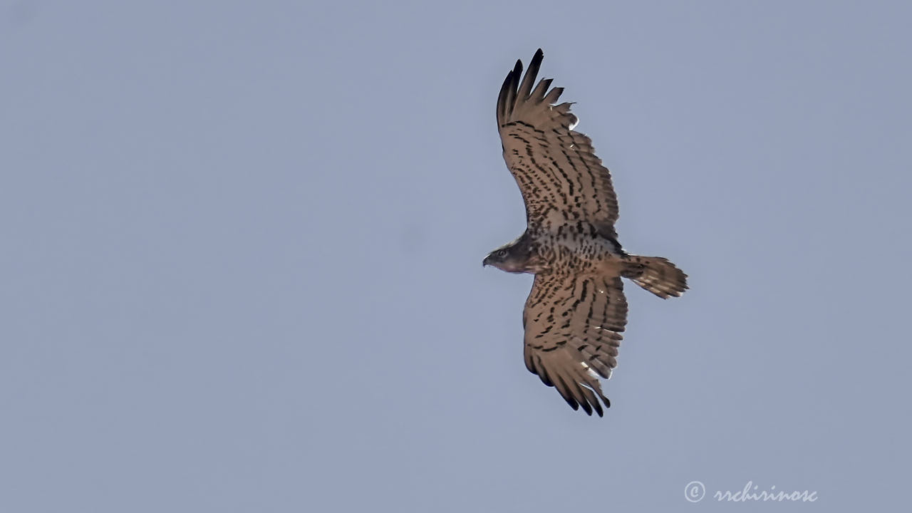 Short-toed snake eagle