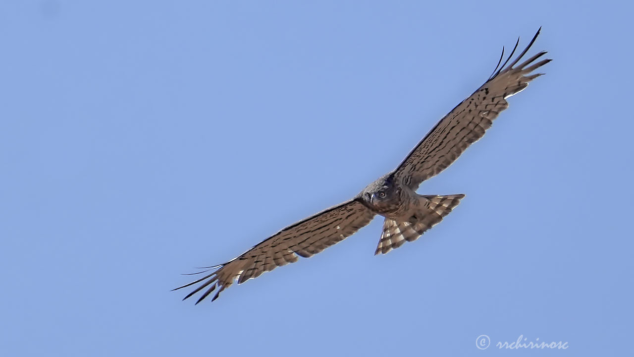 Short-toed snake eagle