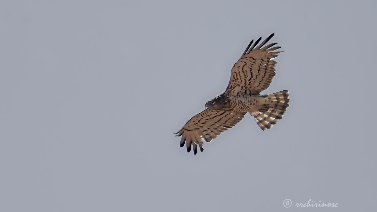 Short-toed snake eagle