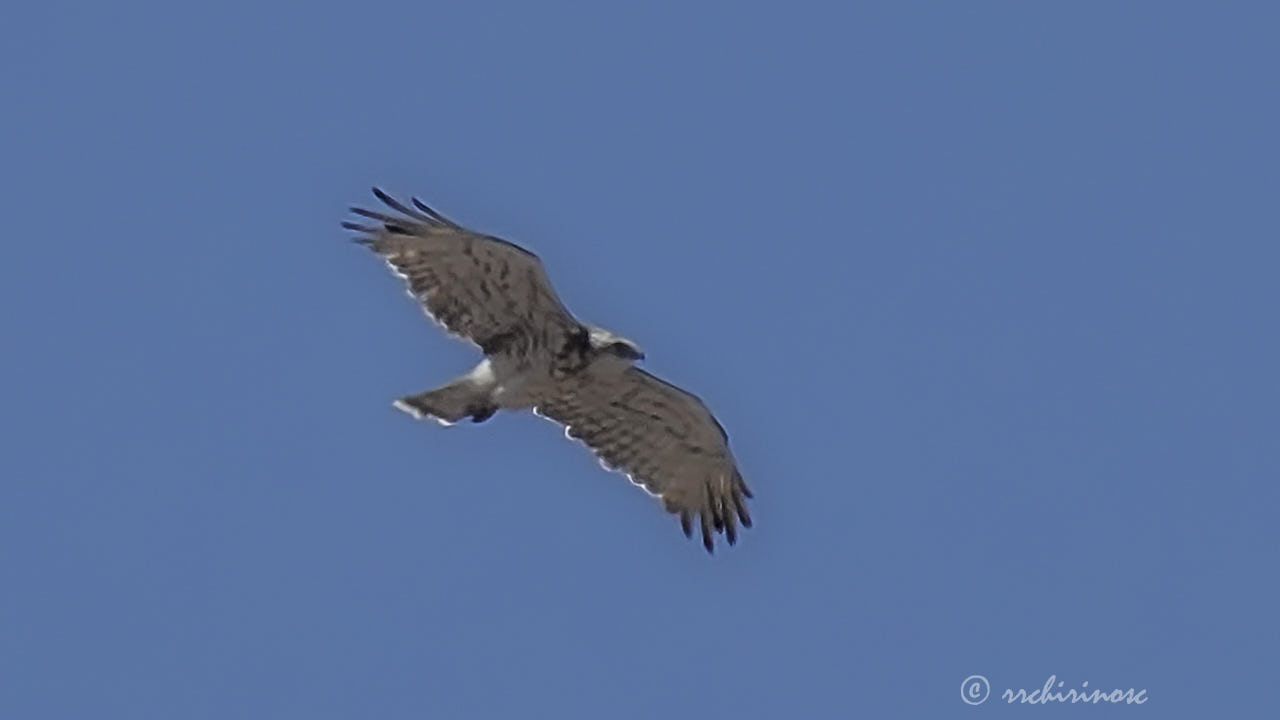 Short-toed snake eagle