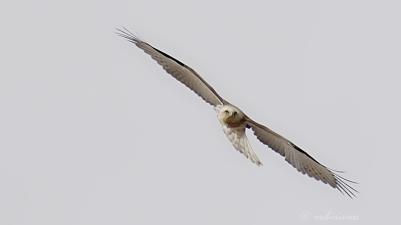 Short-toed snake eagle